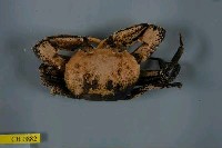 藏品(長手隆背蟹)的圖片
